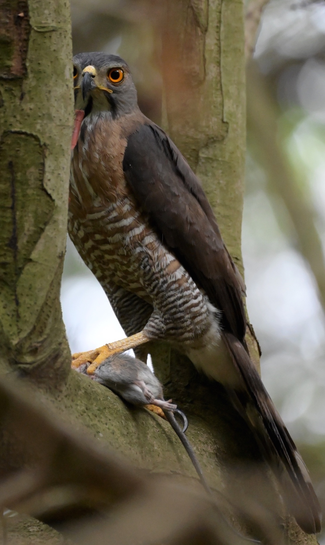凤头苍鹰的公母鸟外型相似 但母鸟体型较大