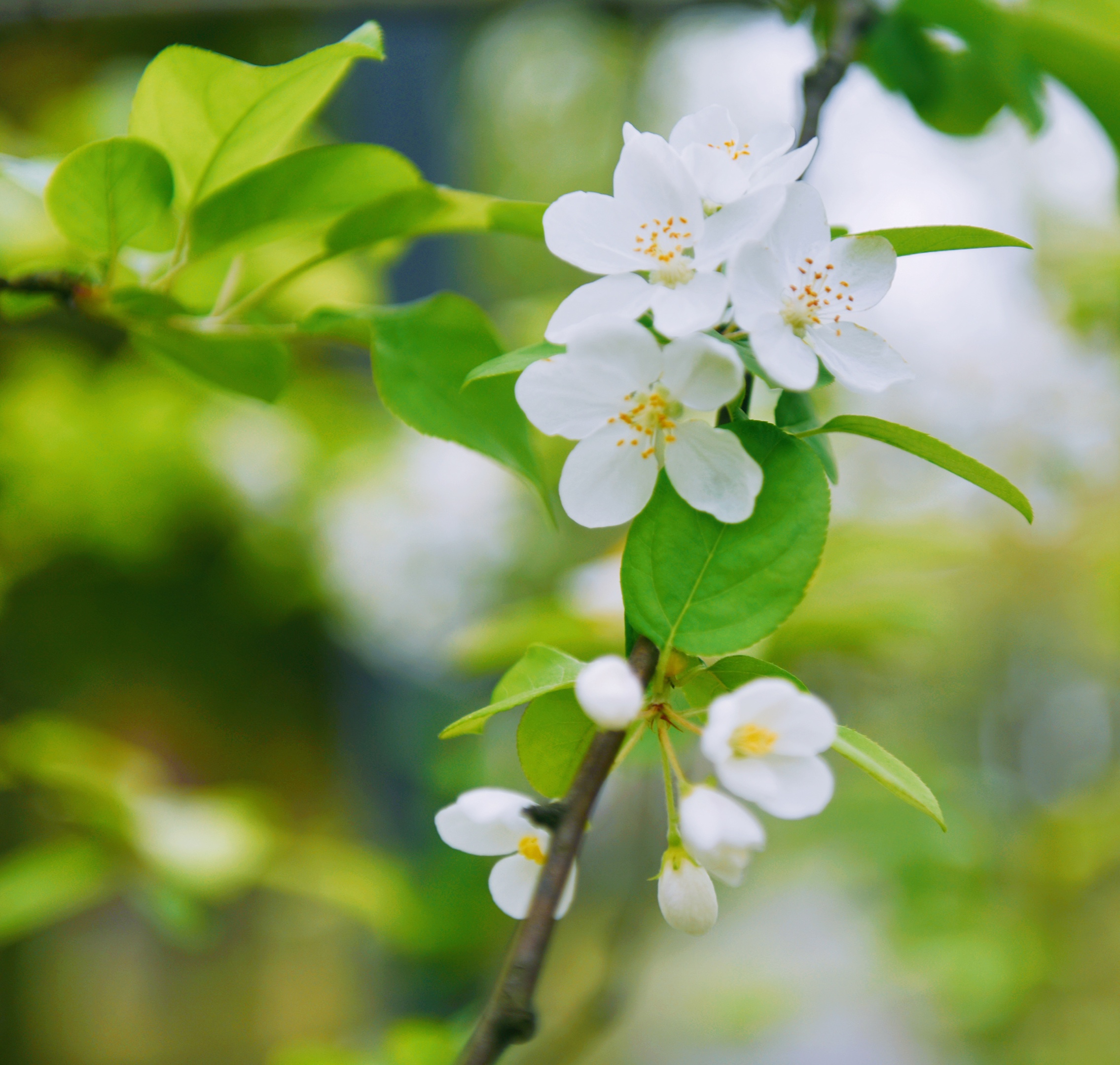 湖北海棠就是一簇簇的落在枝梢,温润如玉,它的花语是温和.