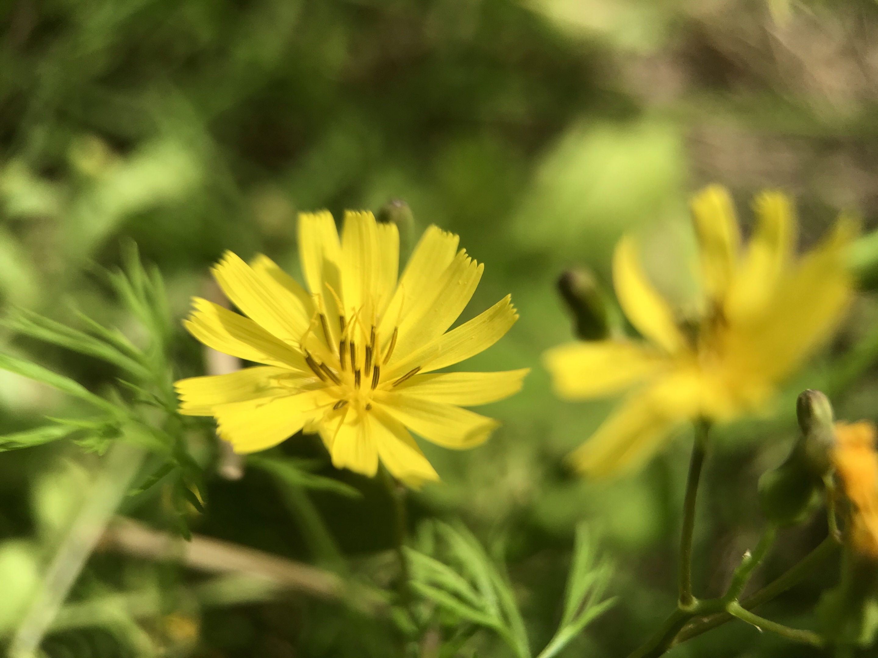 [首发]小黄花