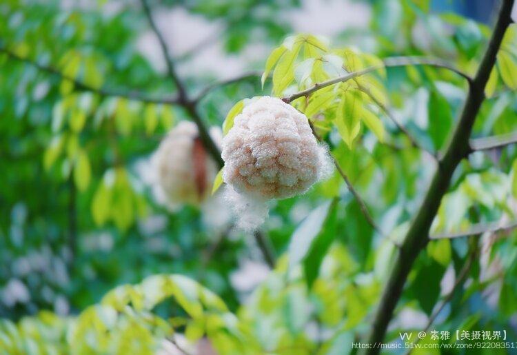 首发广州街头异木棉树上挂满了棉花圆滚滚的好像小雪球