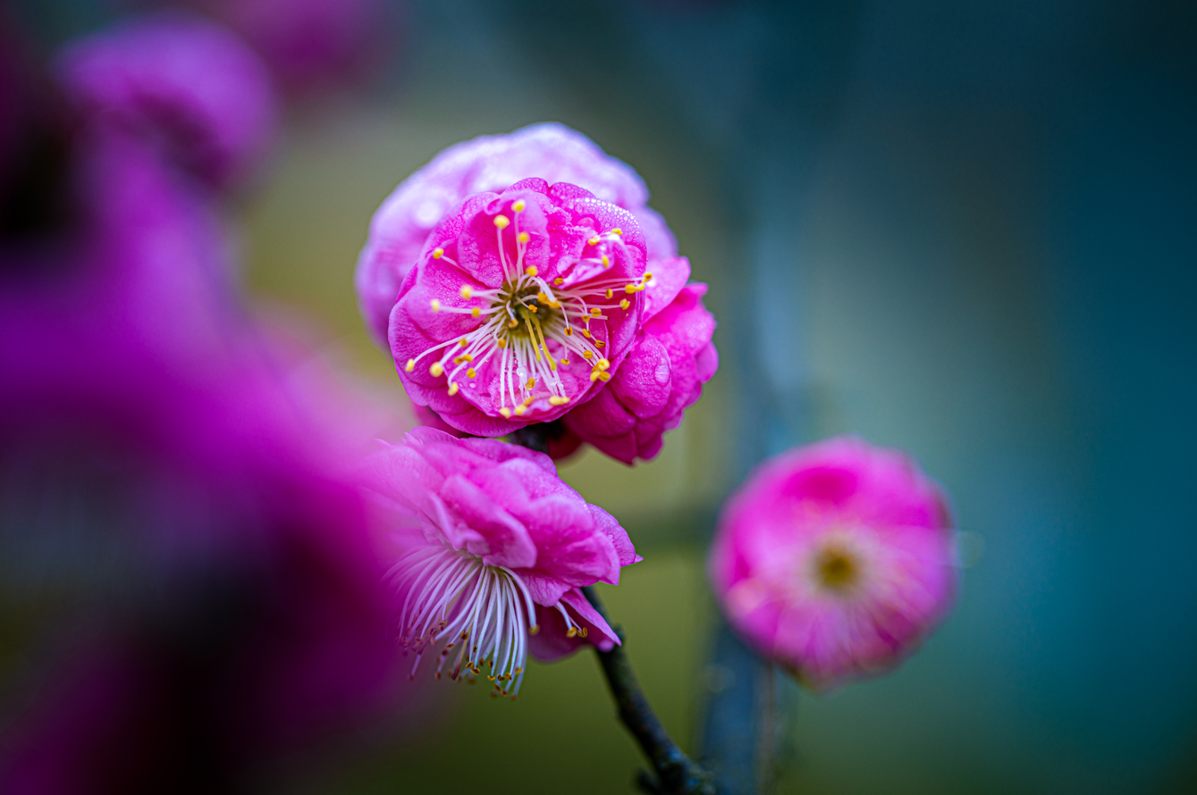 红梅花儿开