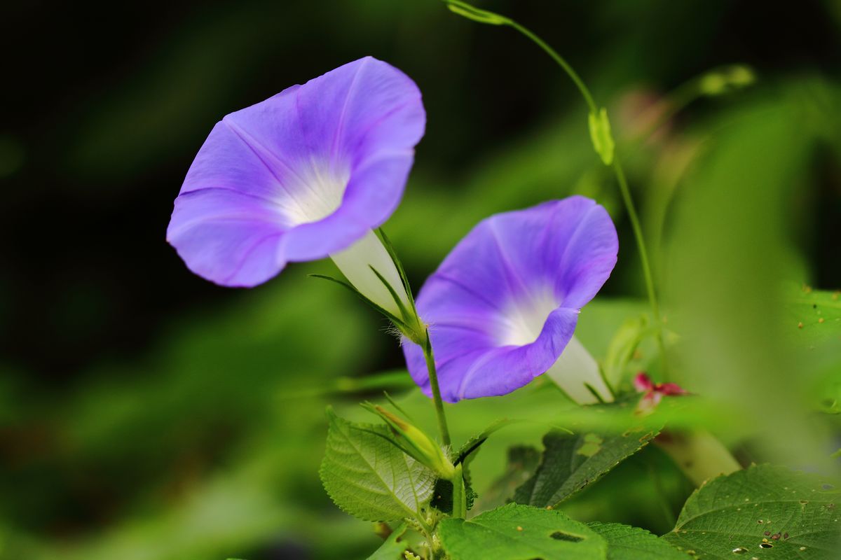 聪明的牵牛花【首发】