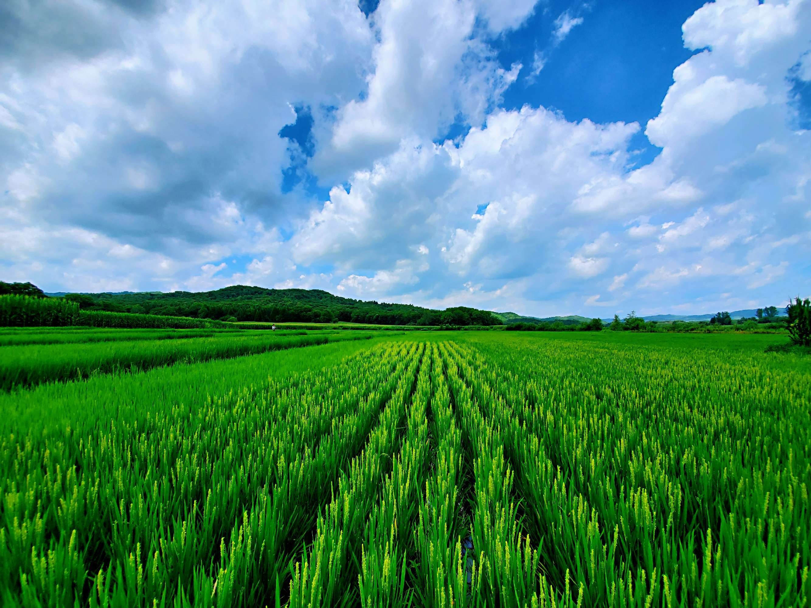 希望的田野