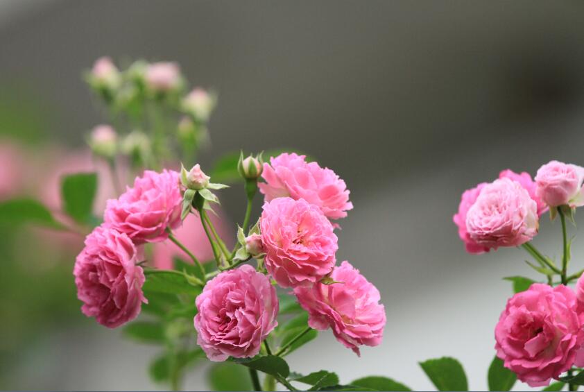 陌上花正开