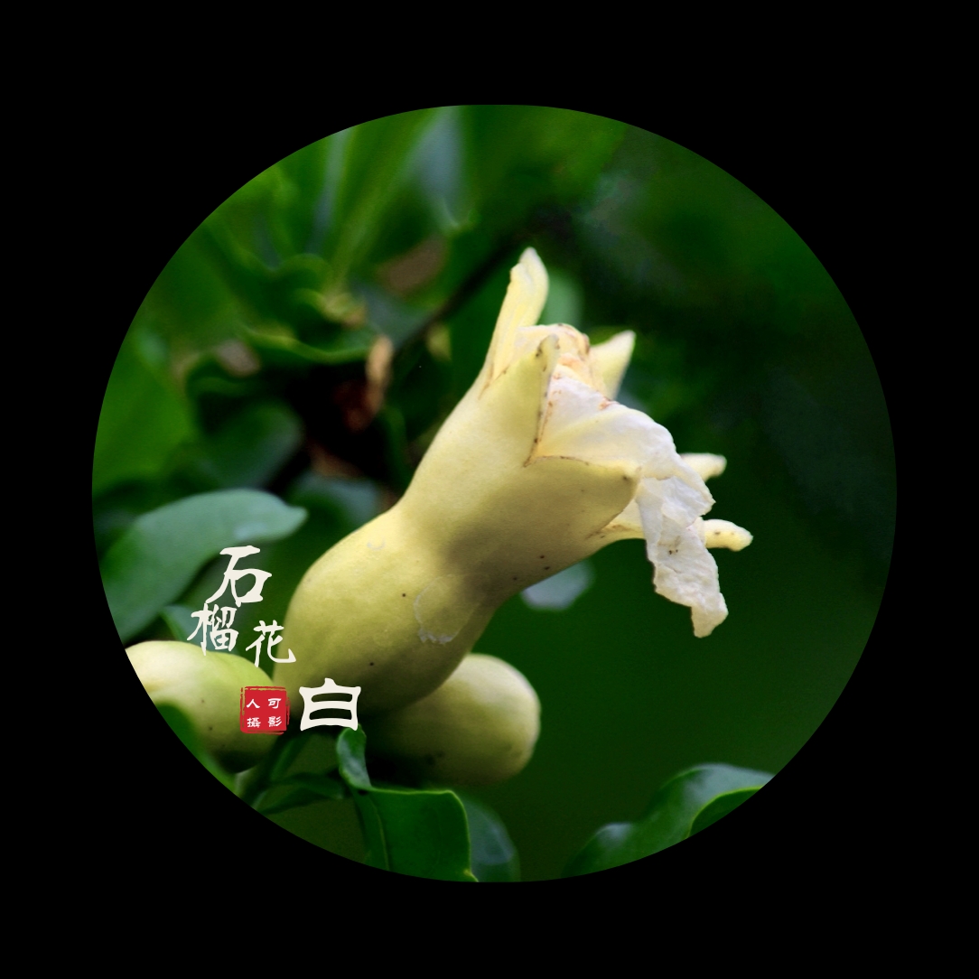 【首发】白石榴花