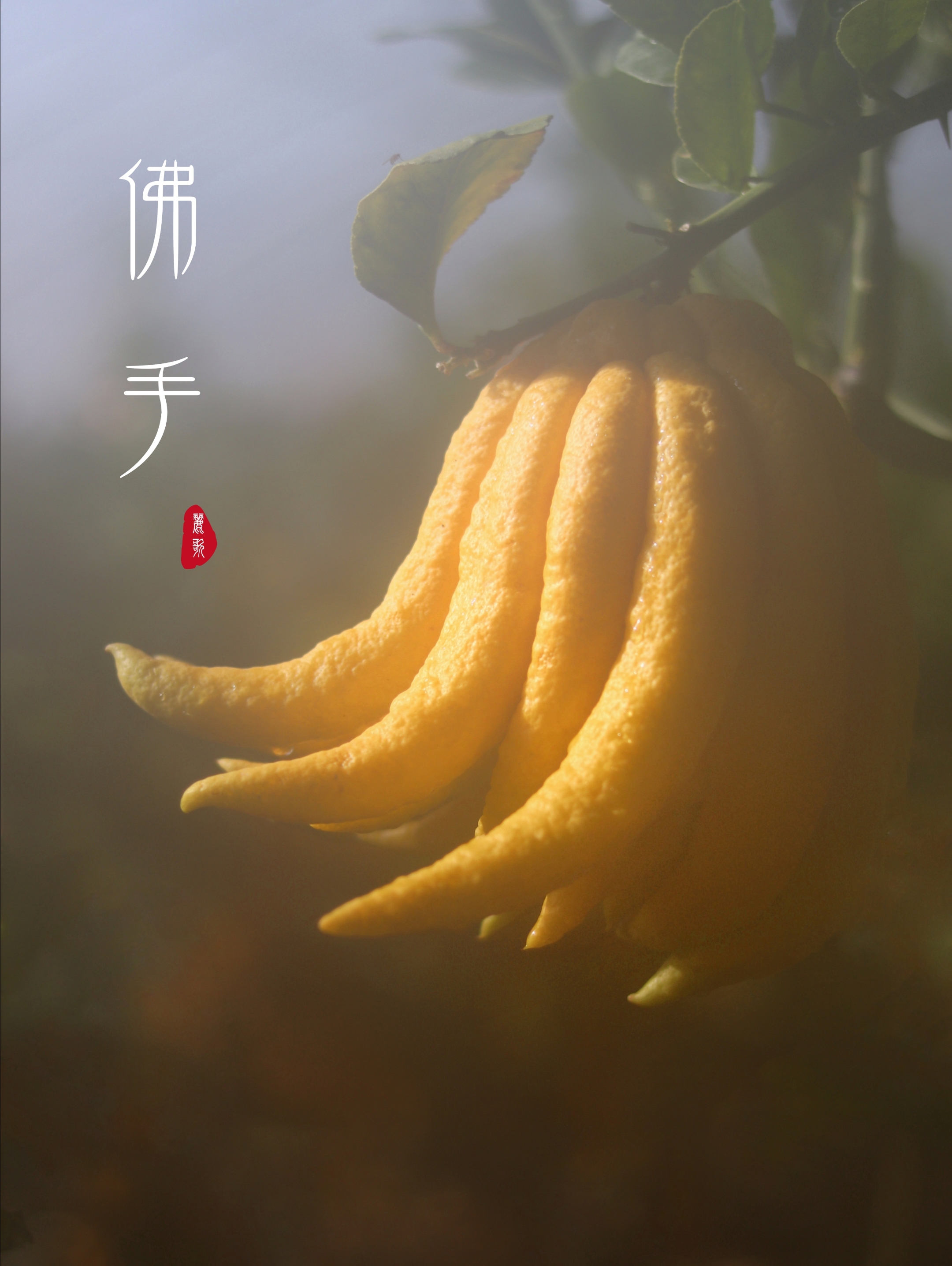 首发佛手