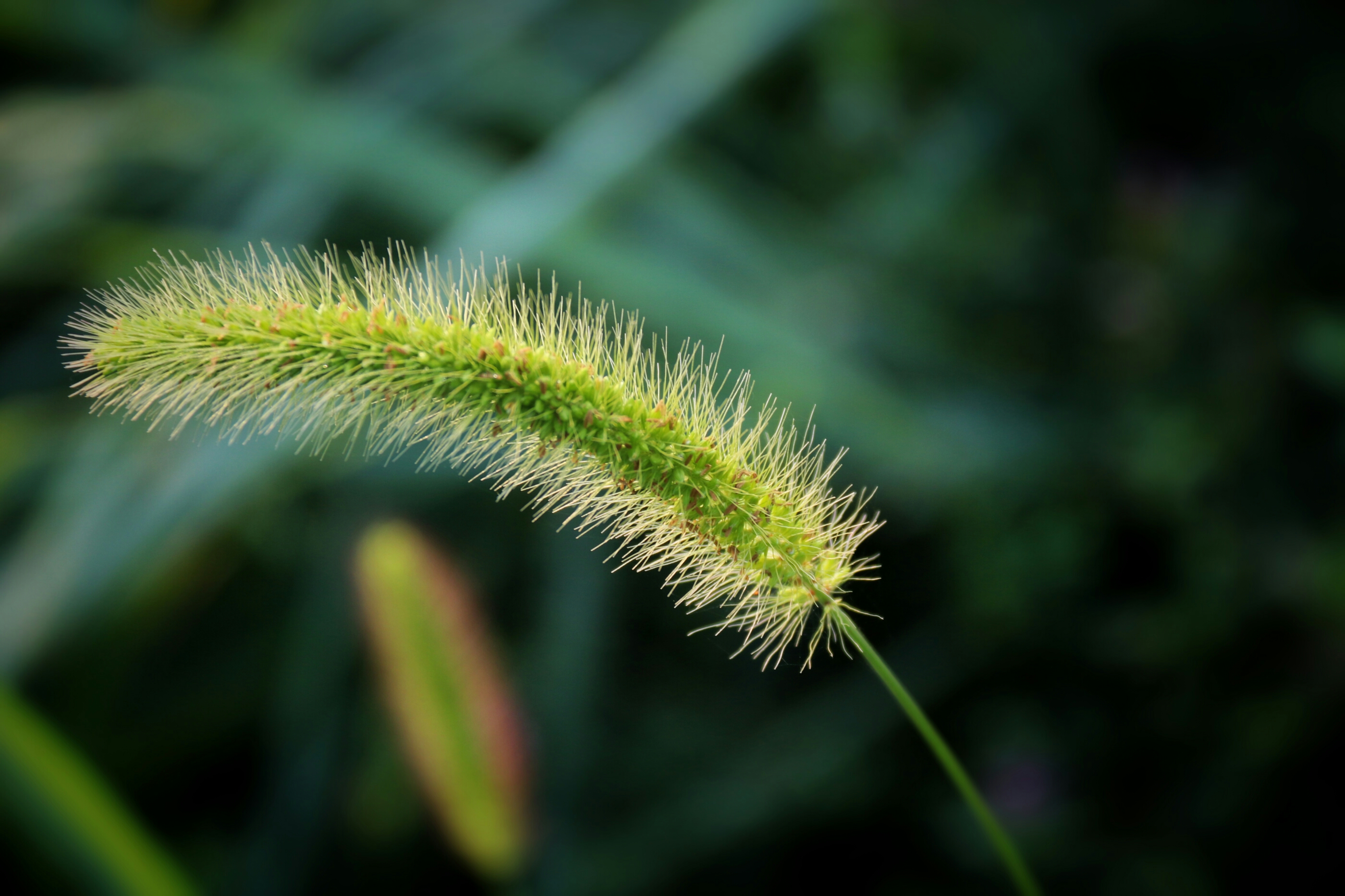 狗尾巴草