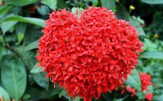 繁花似锦度夏炎