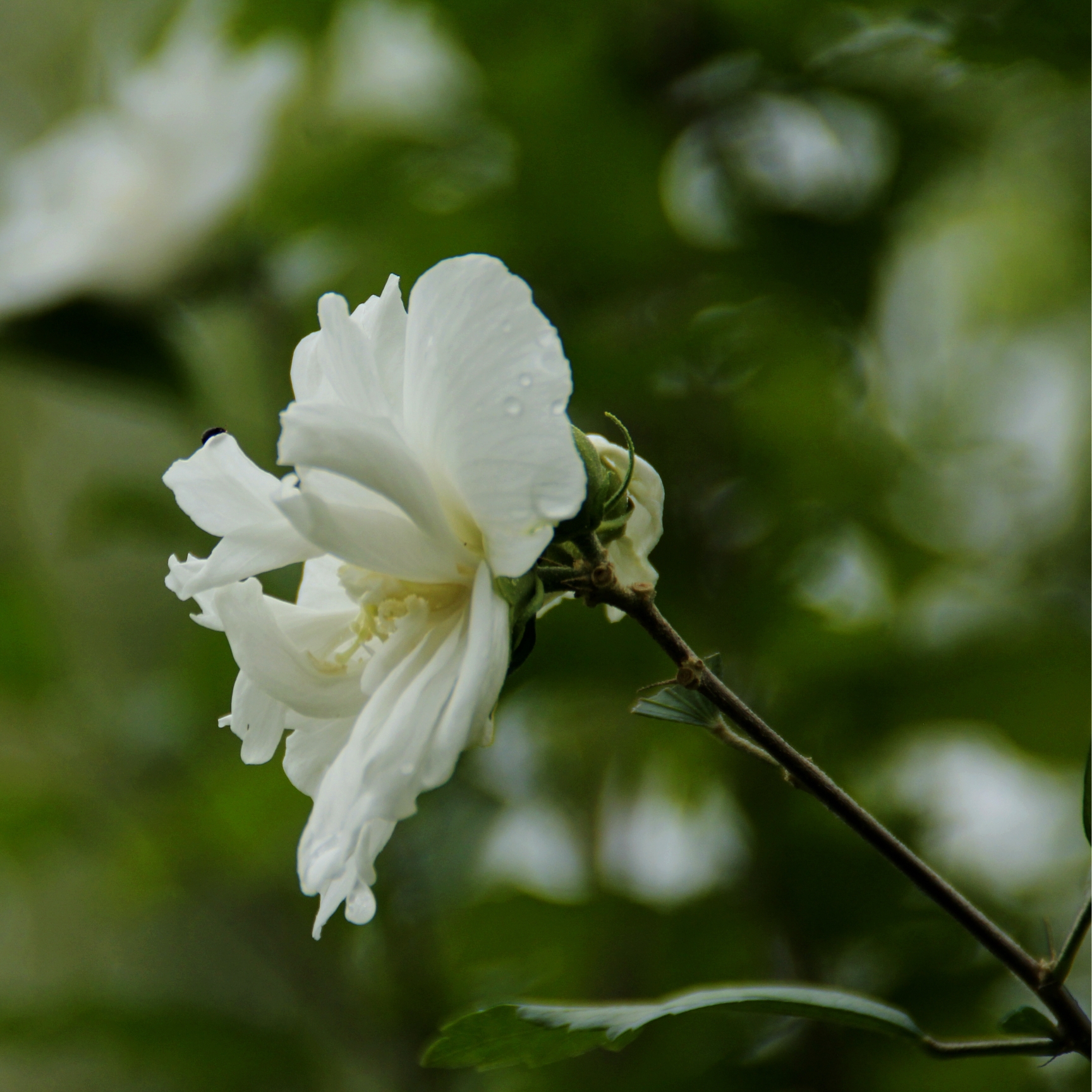 【首发】白色木槿花