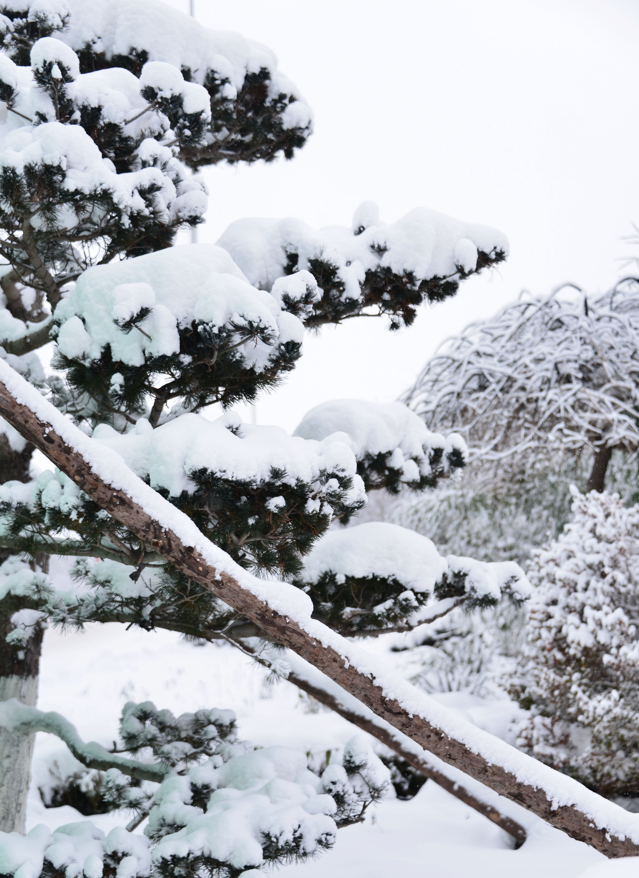 首发瑞雪兆丰年