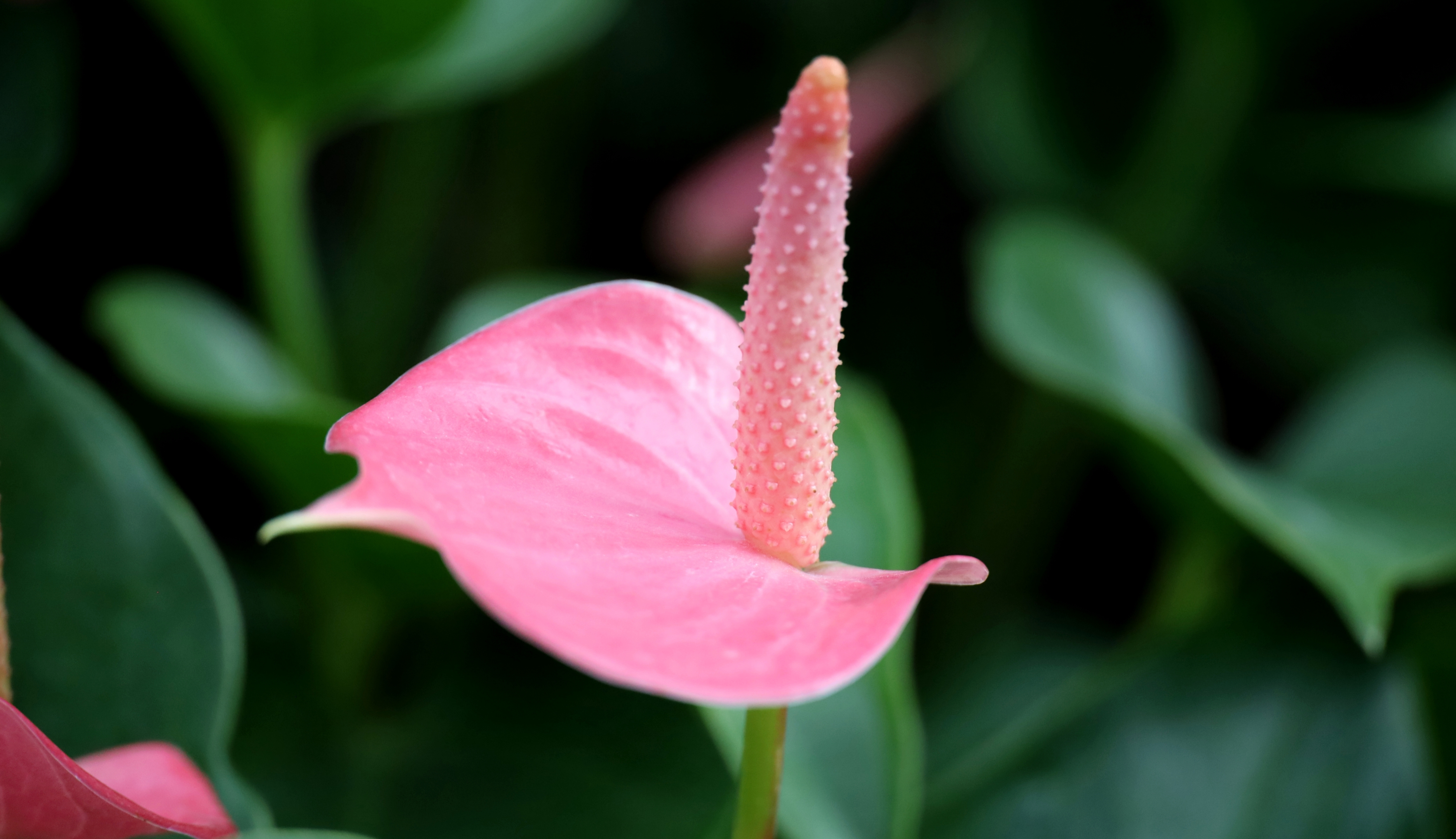 粉掌