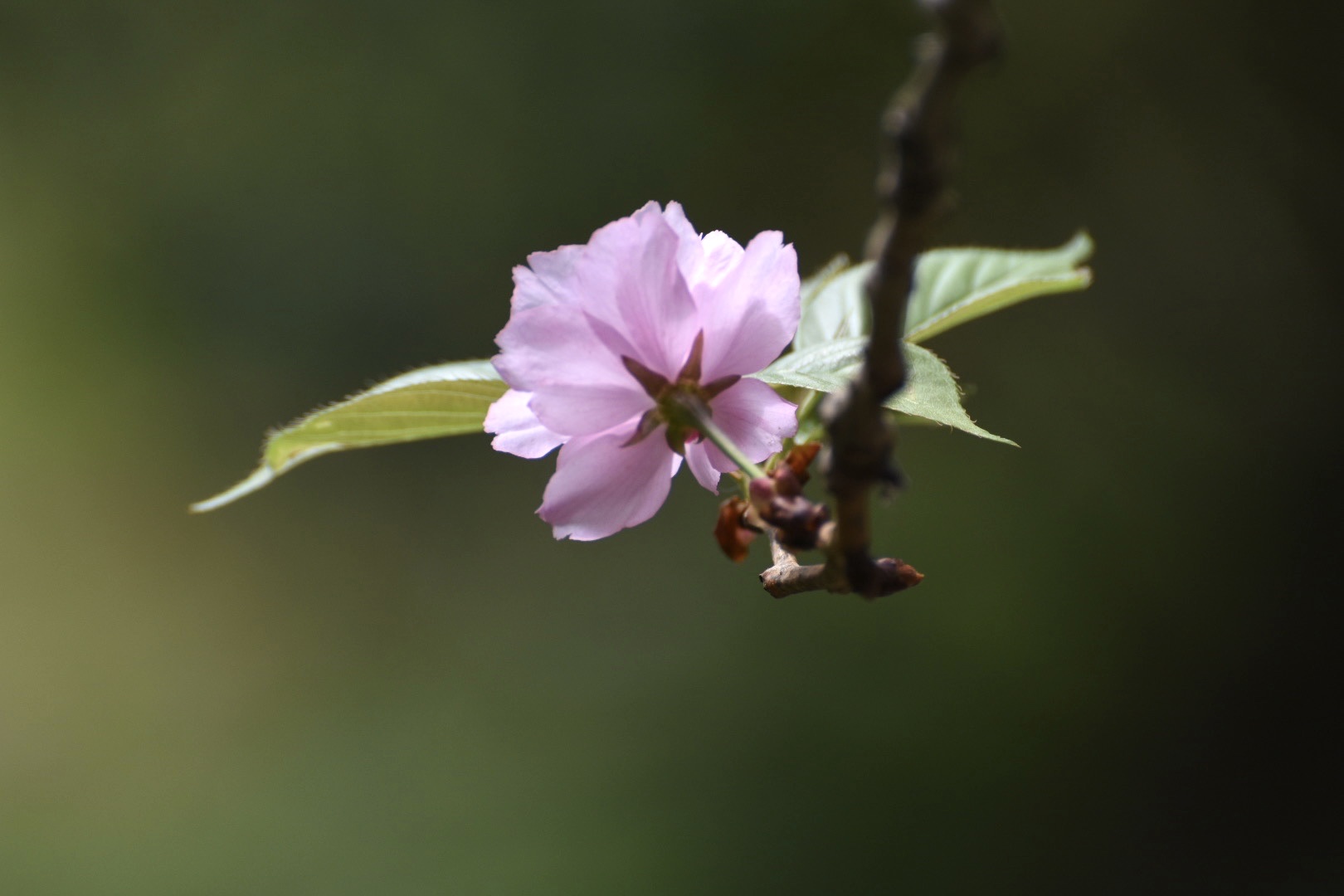 【首发】"诱人的色彩晚樱花"