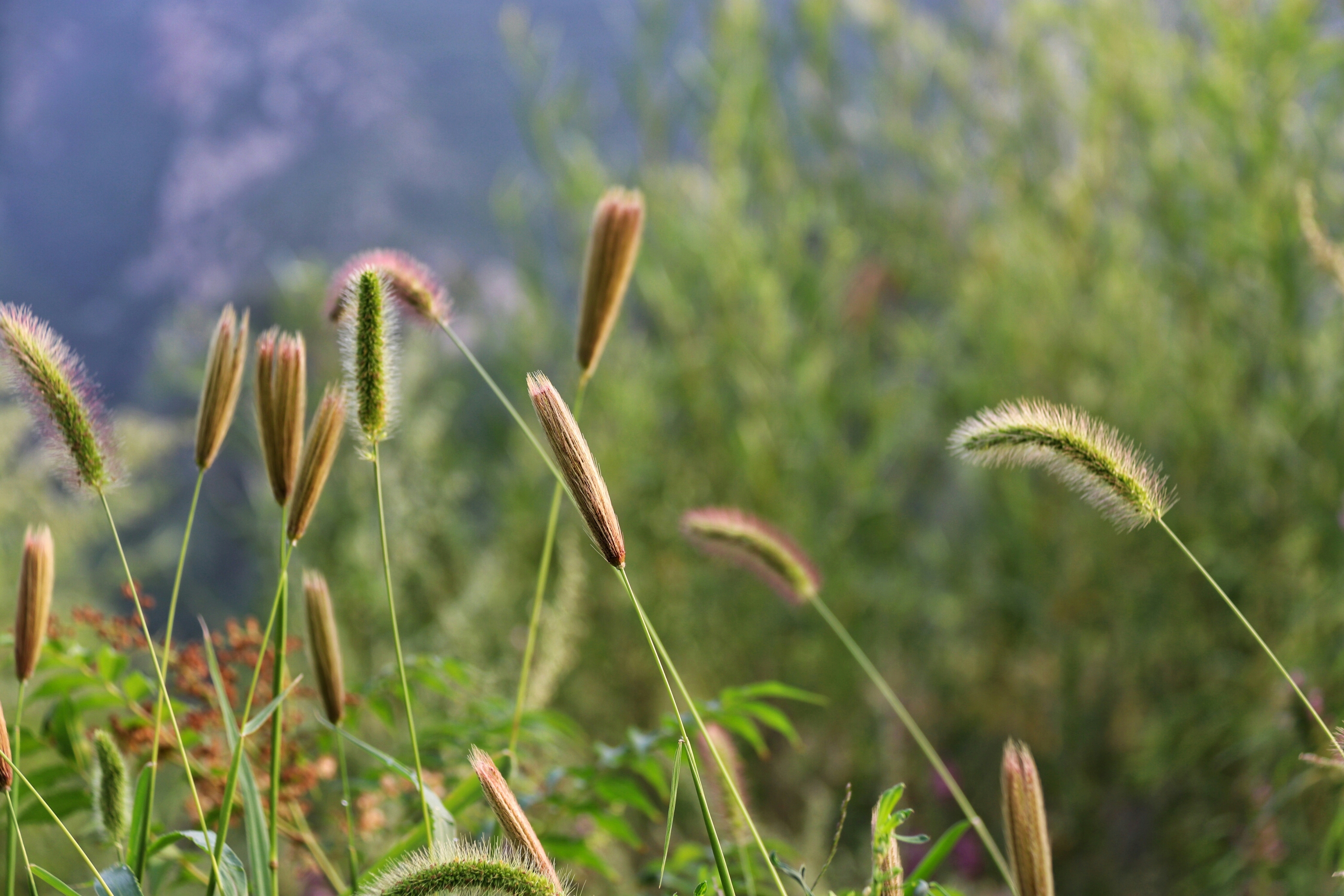 狗尾巴草