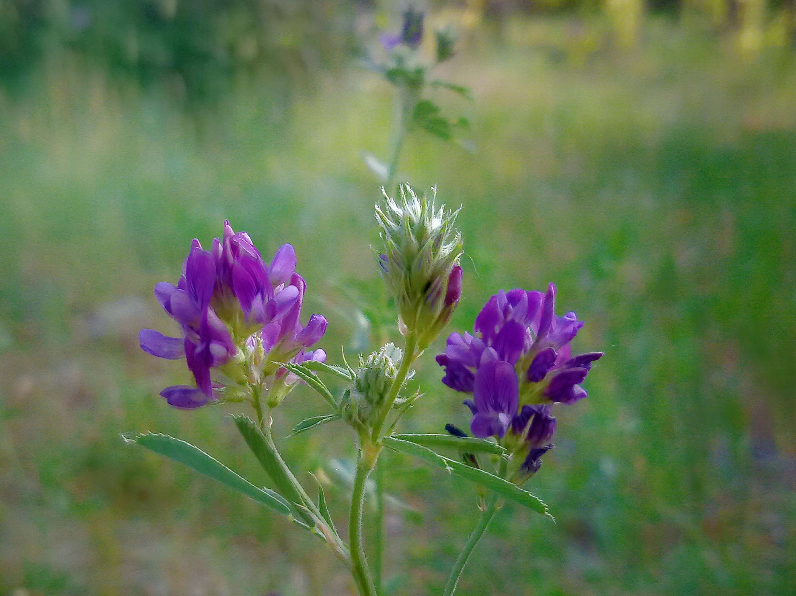 还是恋爱 本草纲目:苜蓿 学名:medicago sativa linn.