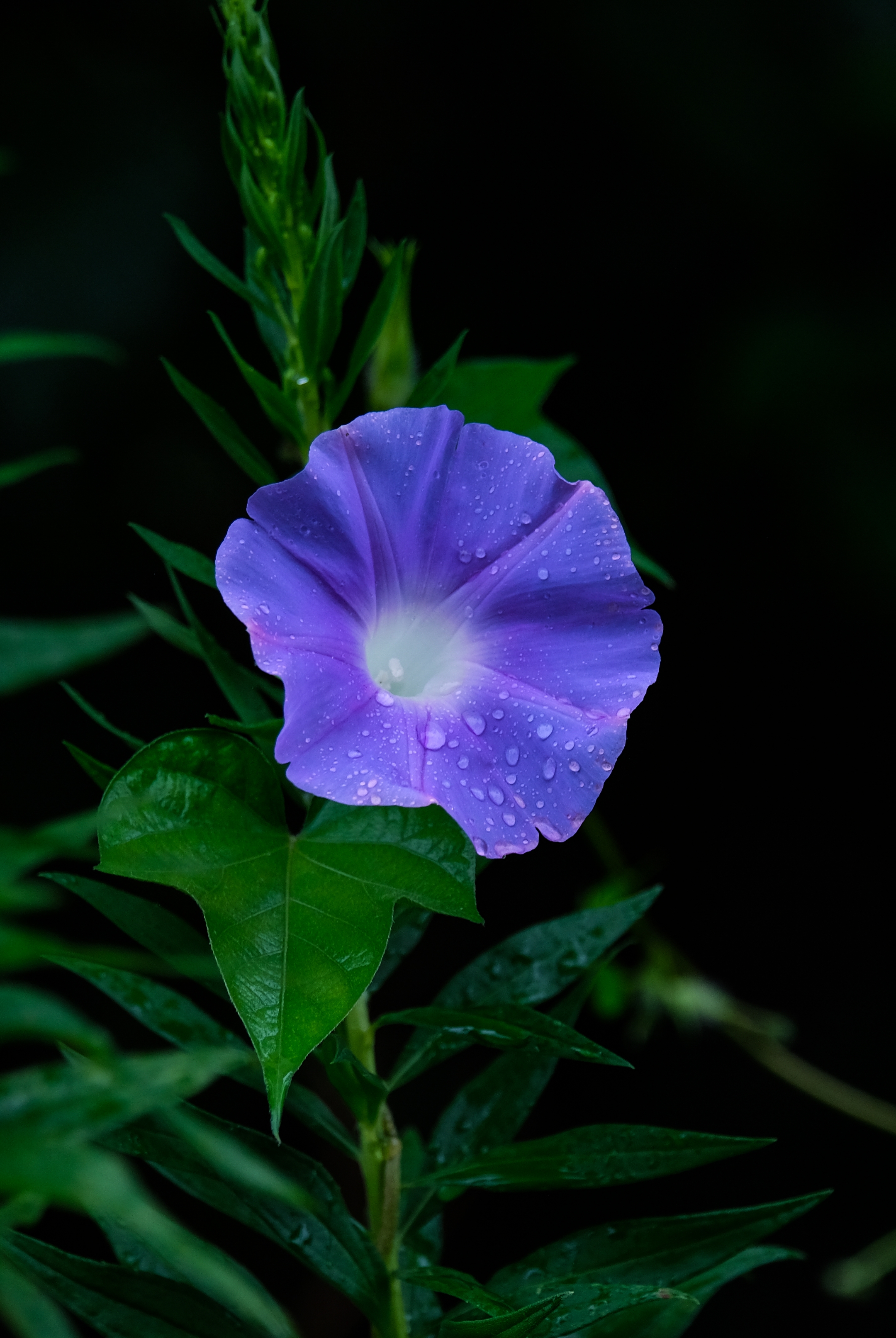 雨中牵牛花二vv首发