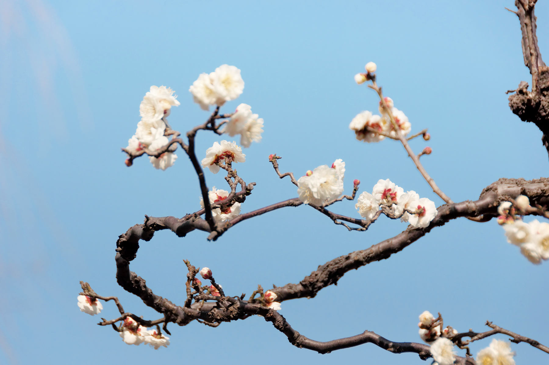 (首发)2021花·草·叶之龙游梅