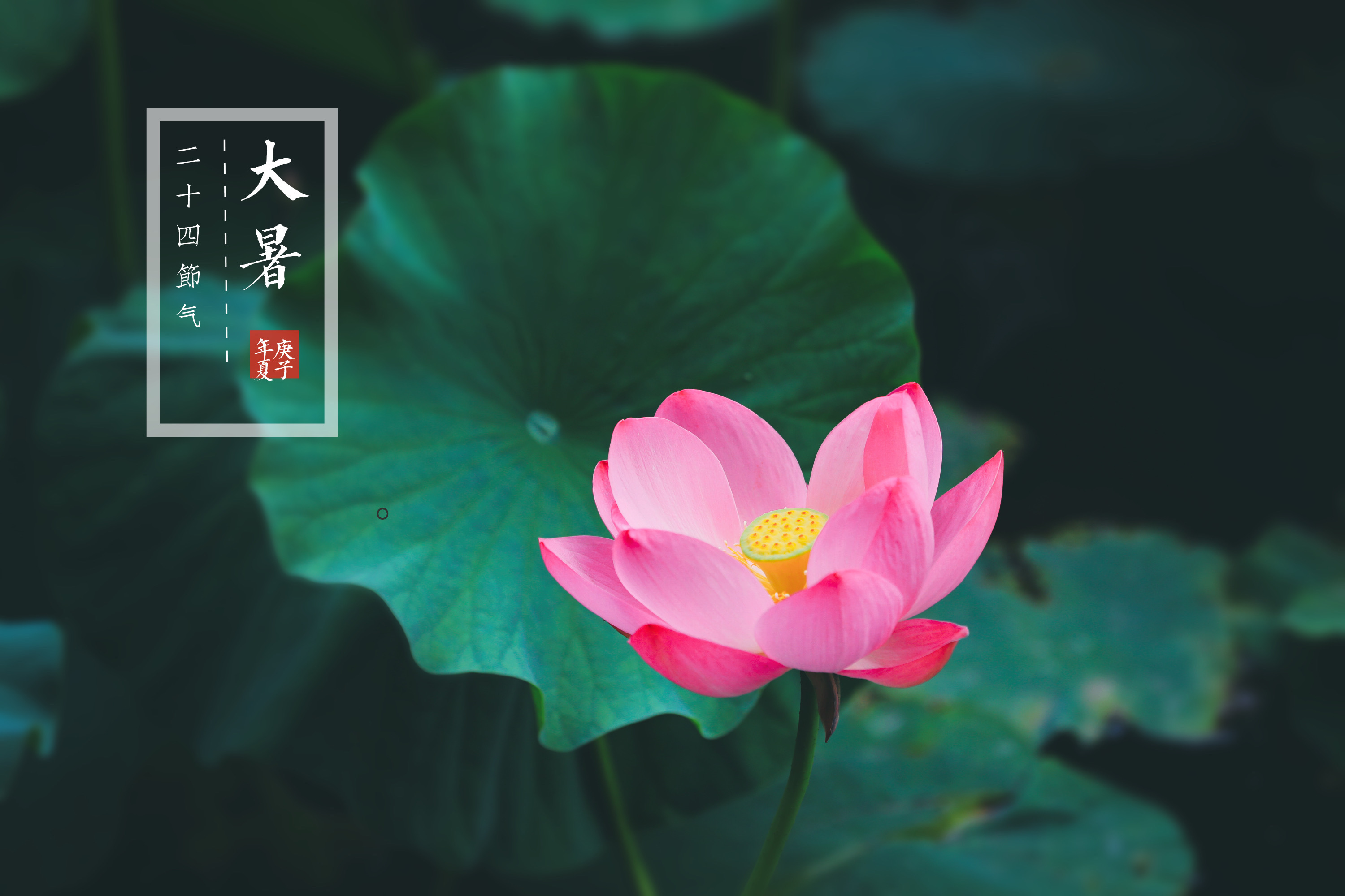 二十四节气—大暑《vv首发》