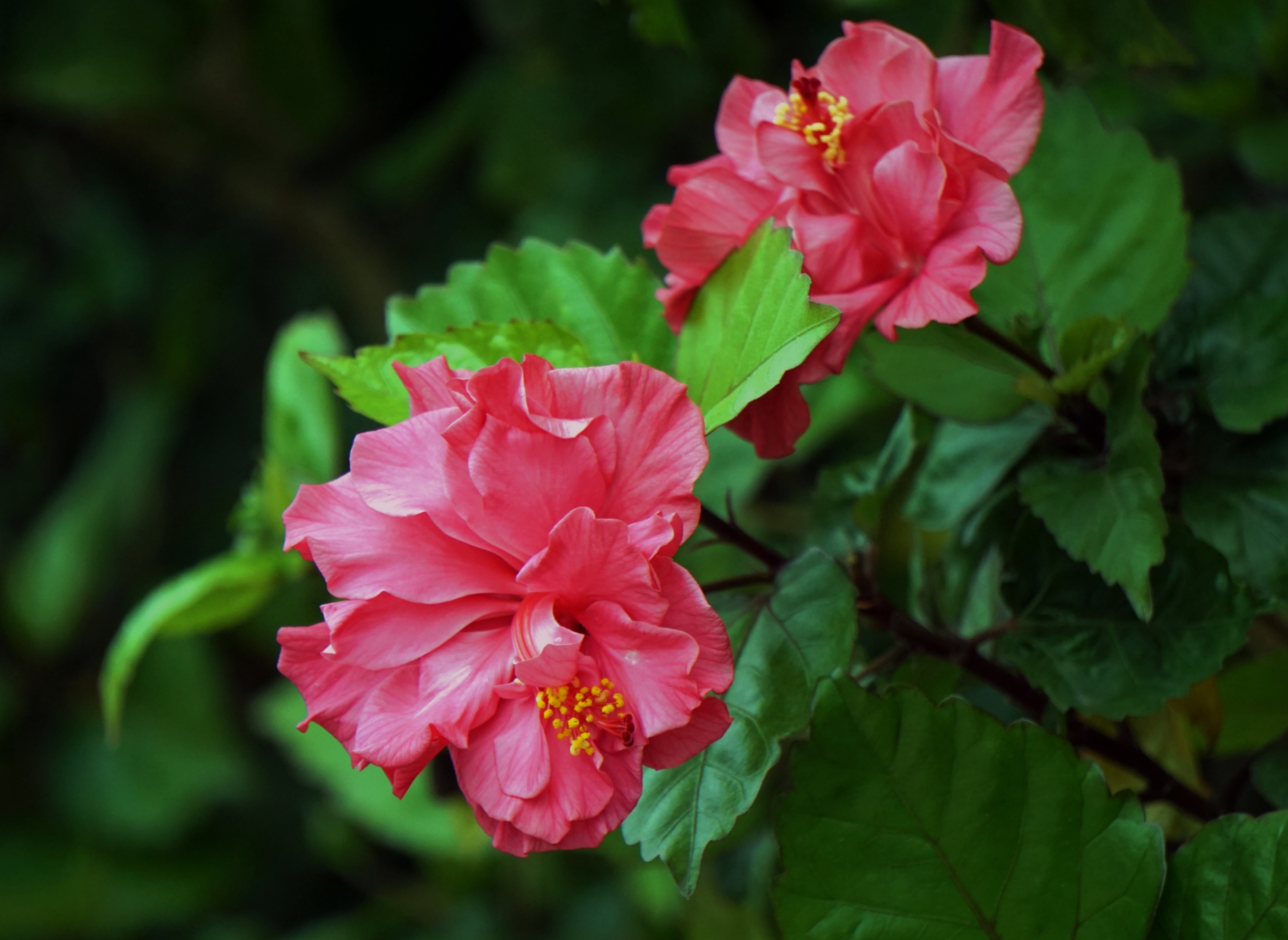 重瓣朱槿花3首发