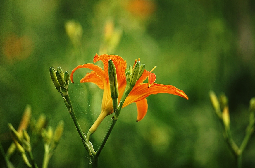 萱草花 母亲花