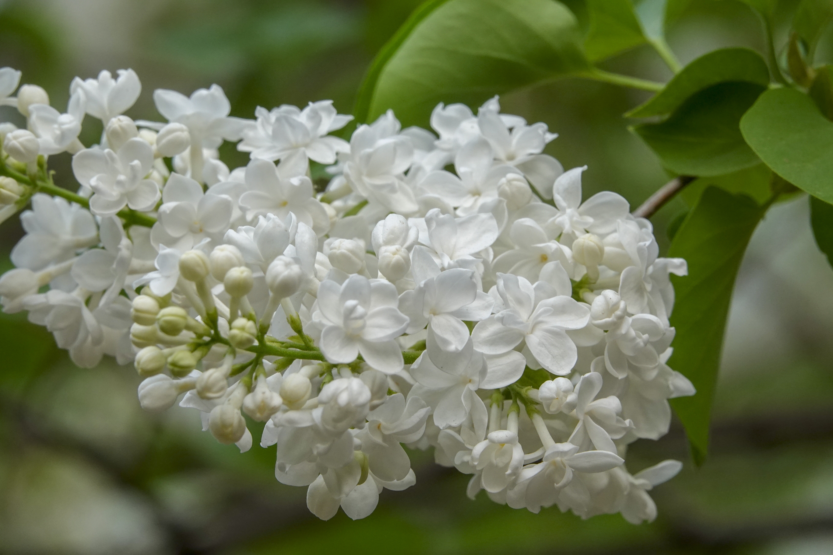 【首发】丁香花