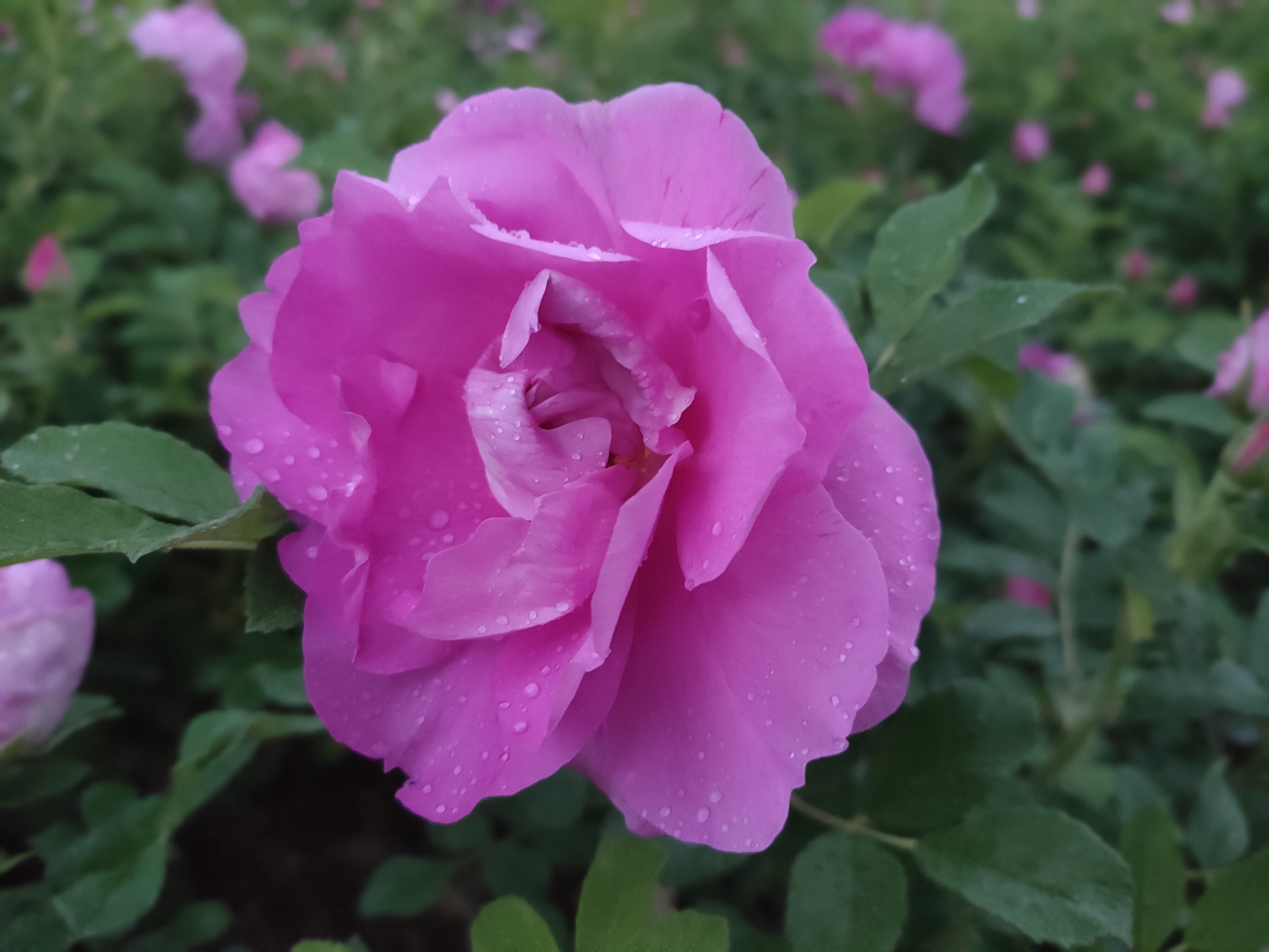 紫花重瓣玫瑰