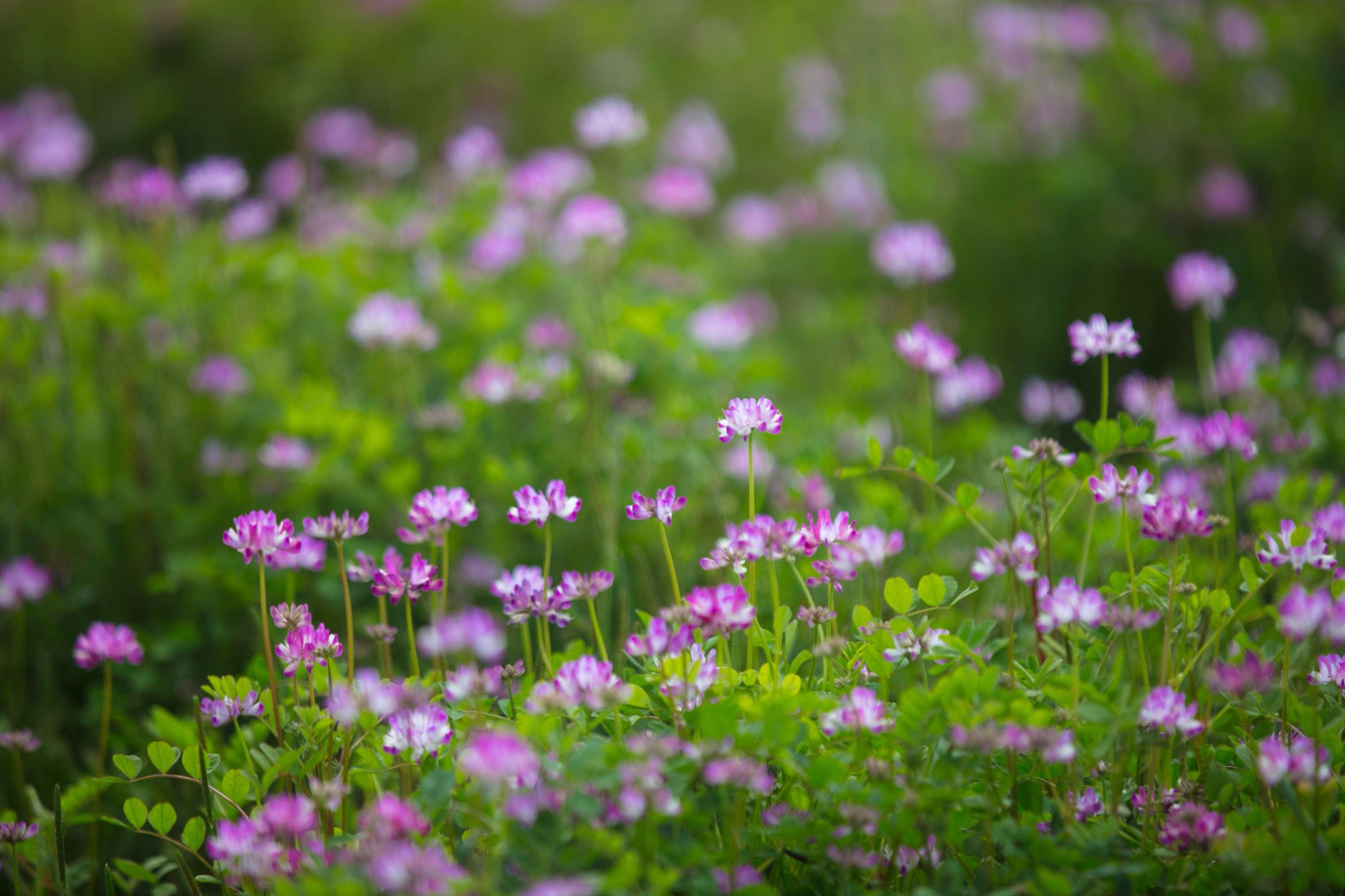 野草闲花逢春生