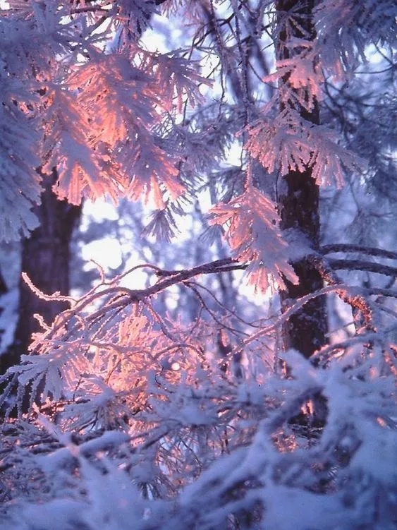 喜欢雪花飘飘的冬天 作者:雨霏霏