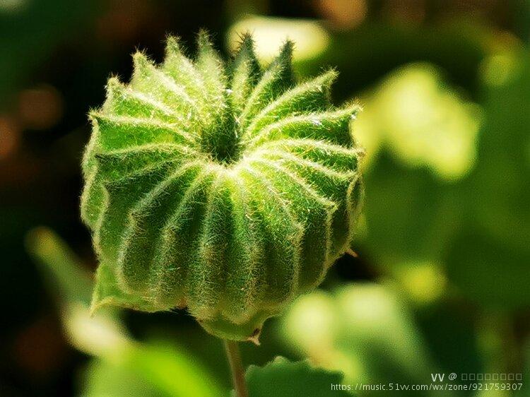 malvaceae 苘麻属 abutilon别名:冬葵子,耳响草阳光下的磨盘草熠熠