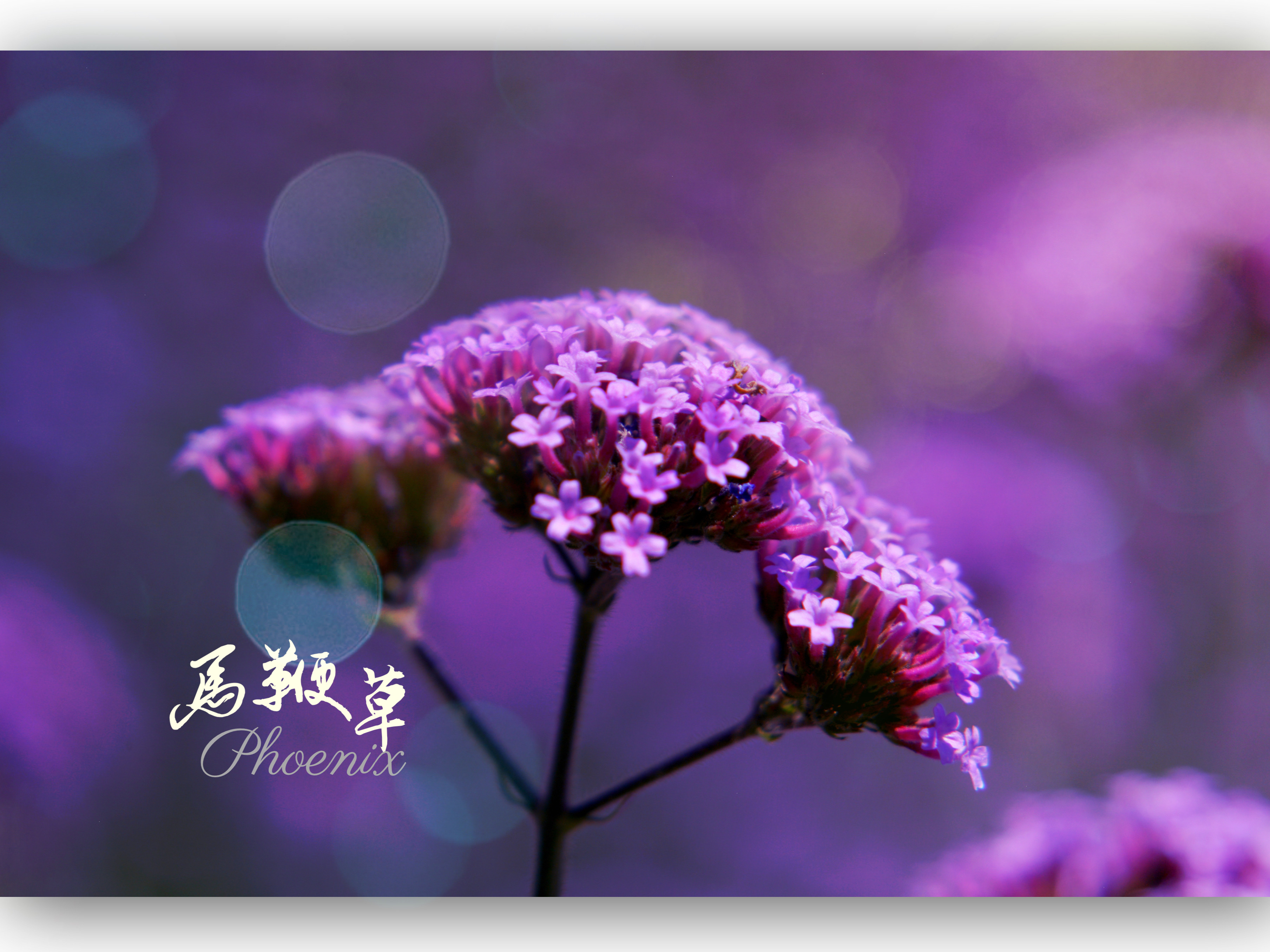 【中草药】马鞭草:节生紫花,全草入药,神圣之草,和平象征