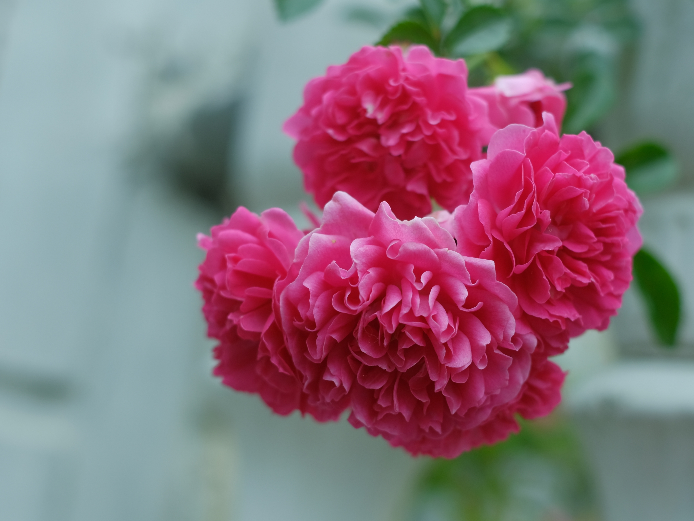 胭脂红*蔷薇花