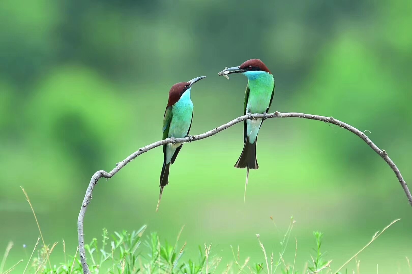 美丽小鸟～蓝喉蜂虎