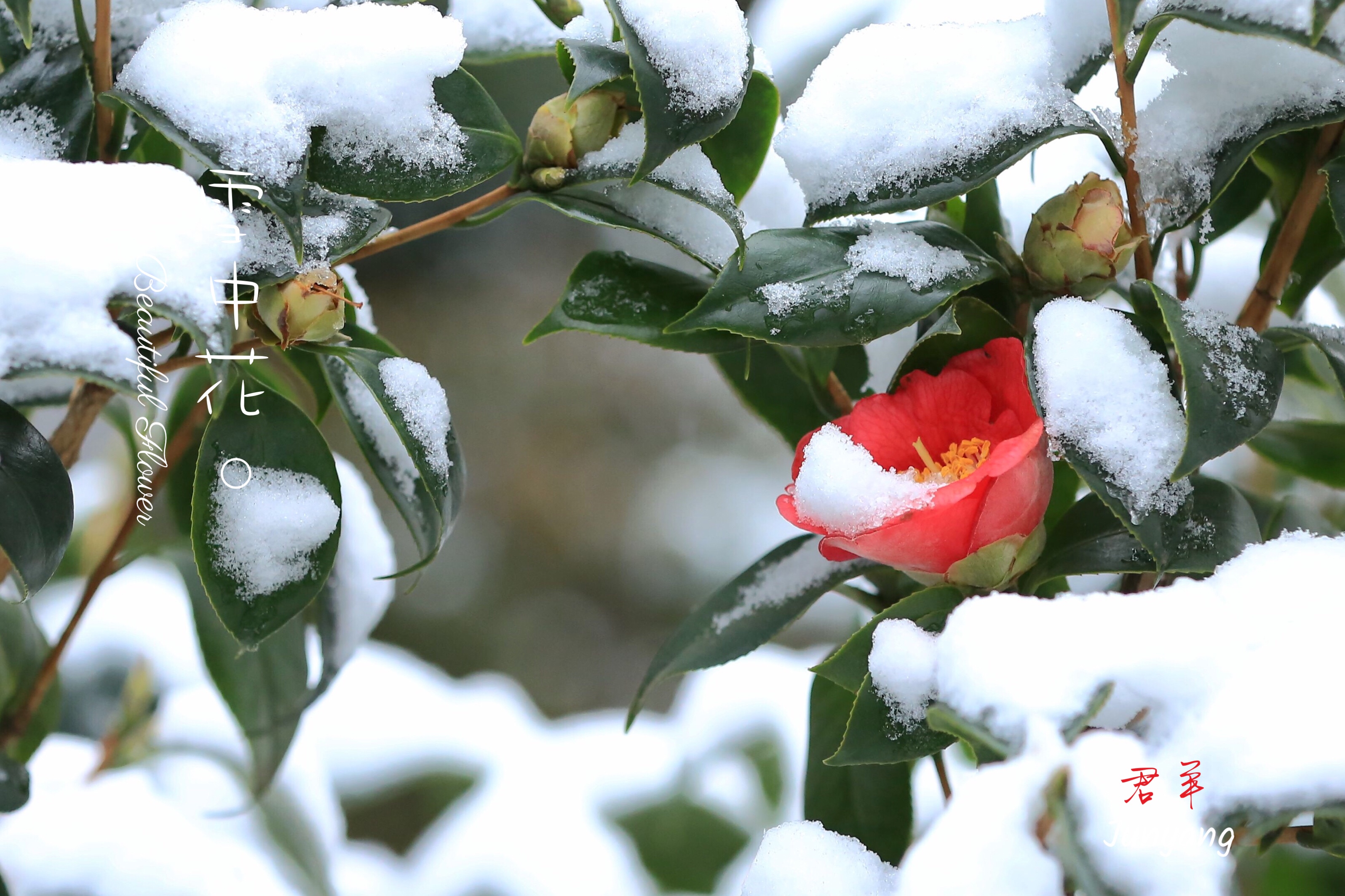 雪中花