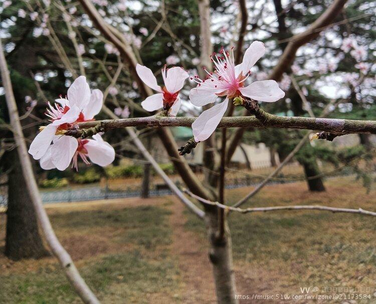 山桃花期早,开花时美丽可观,并有曲枝,白花,柱形等