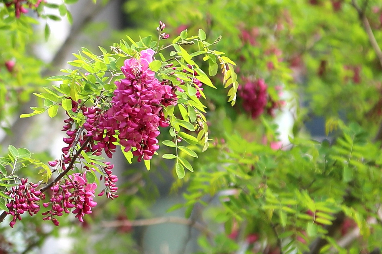 【百花园】红花刺槐花