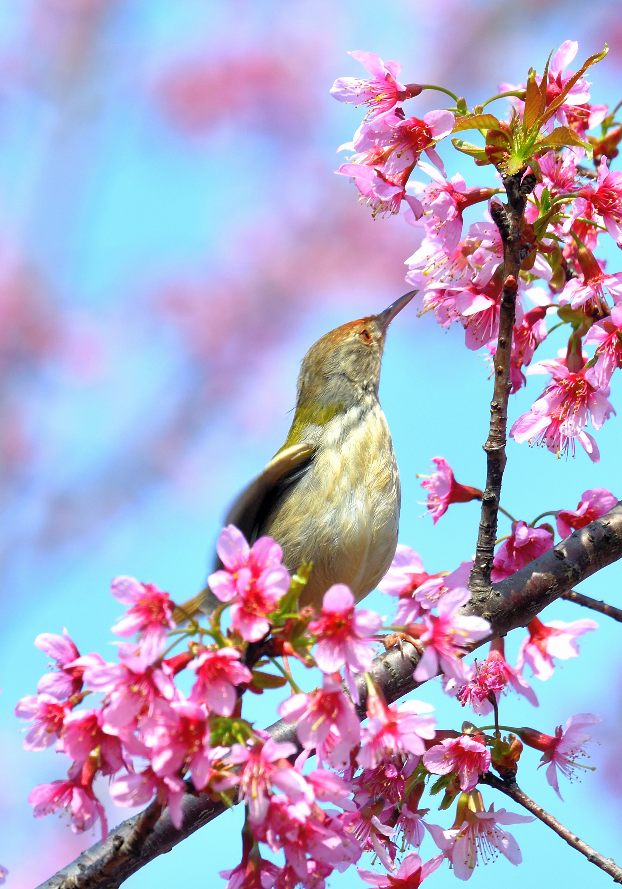 樱花树上的小鸟①