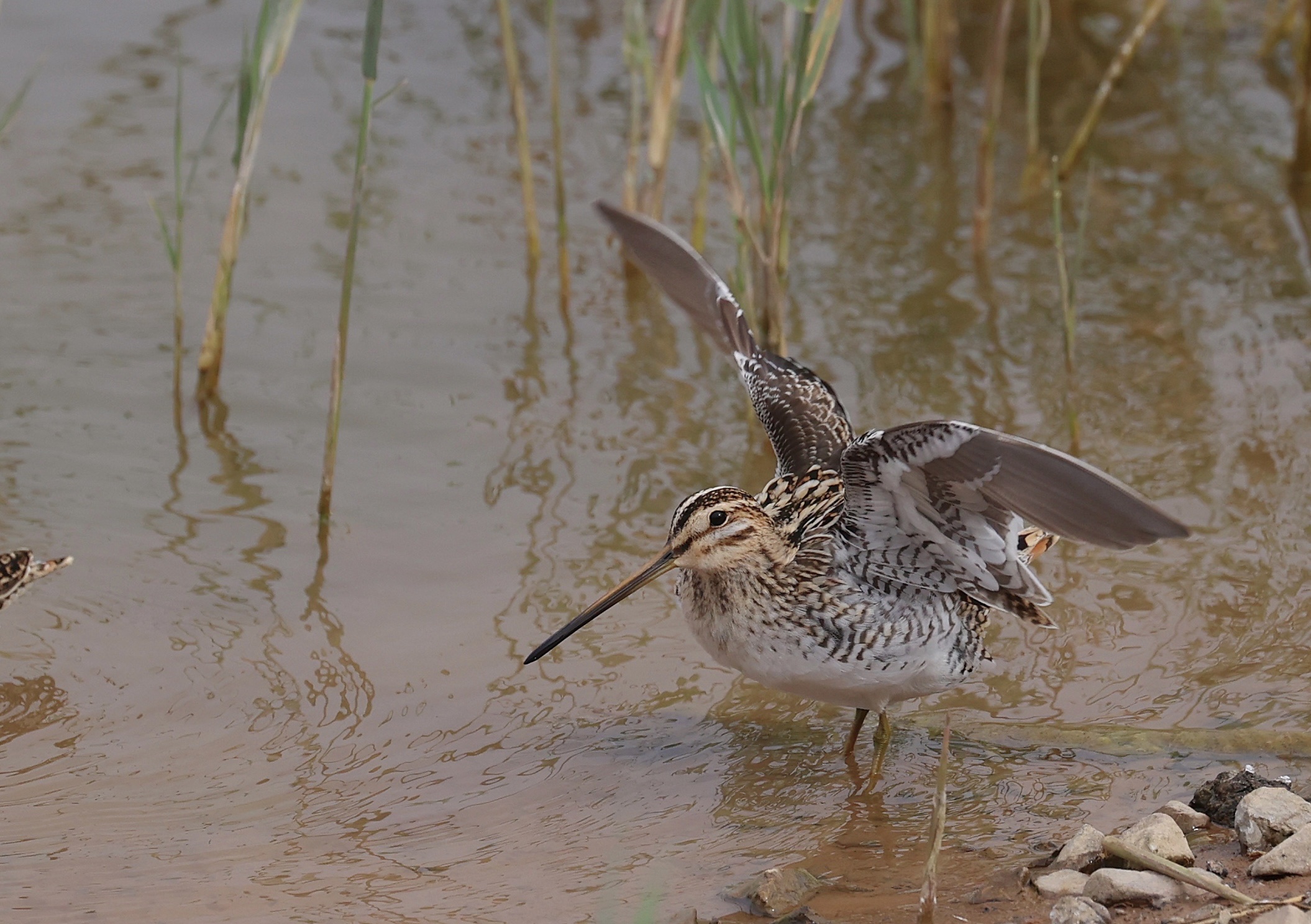 common snipe,学名:gallinago gallinago),是鸻形目丘鹬科沙锥属的