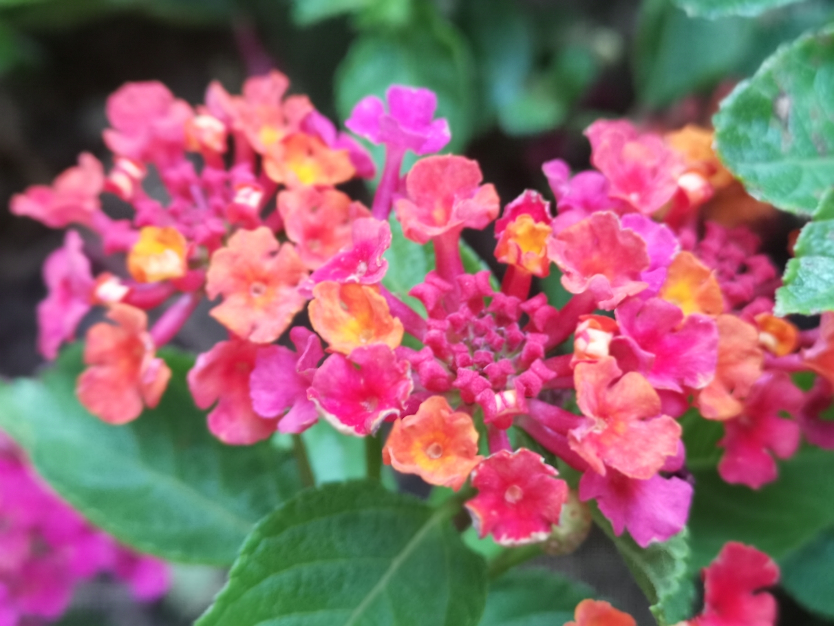 马缨丹(学名:lantana camara l.)是马鞭草科马缨丹属植物.