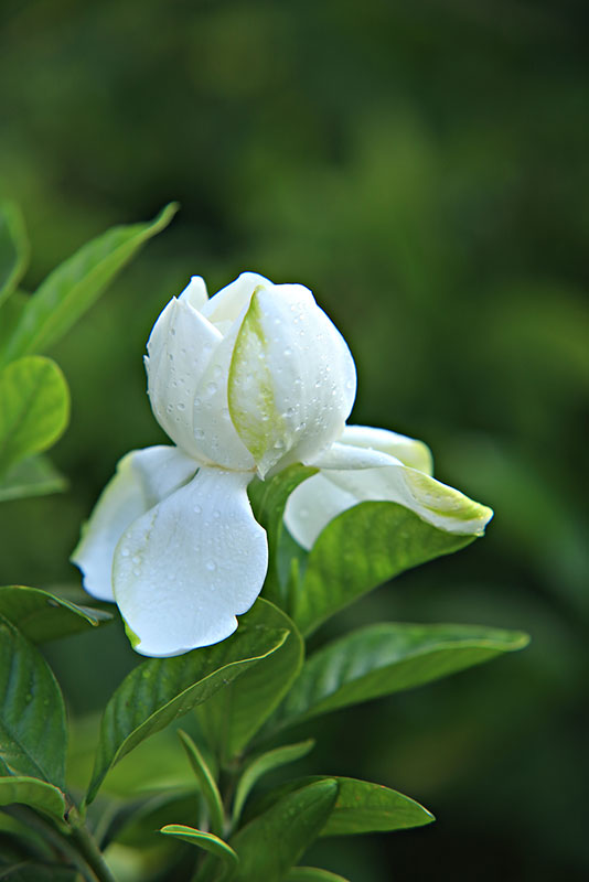 【那年,栀子花开】首发