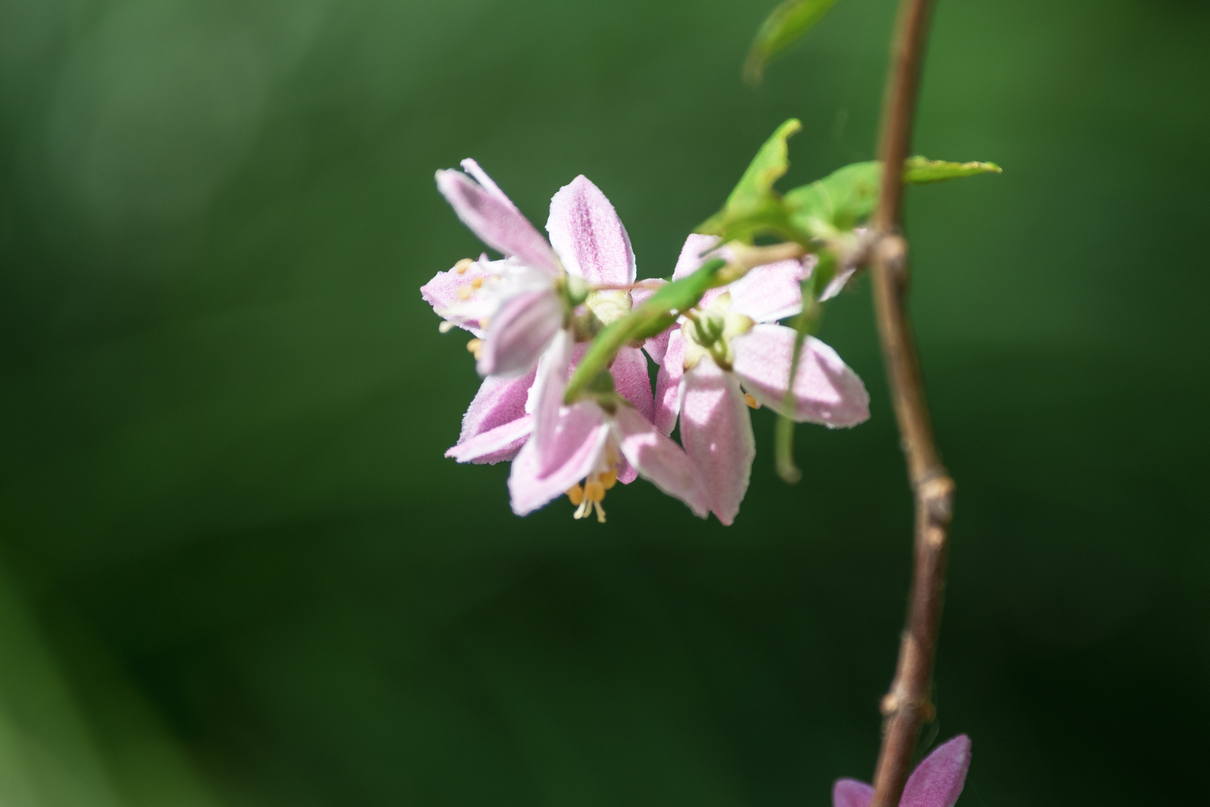 (首发)溲疏花