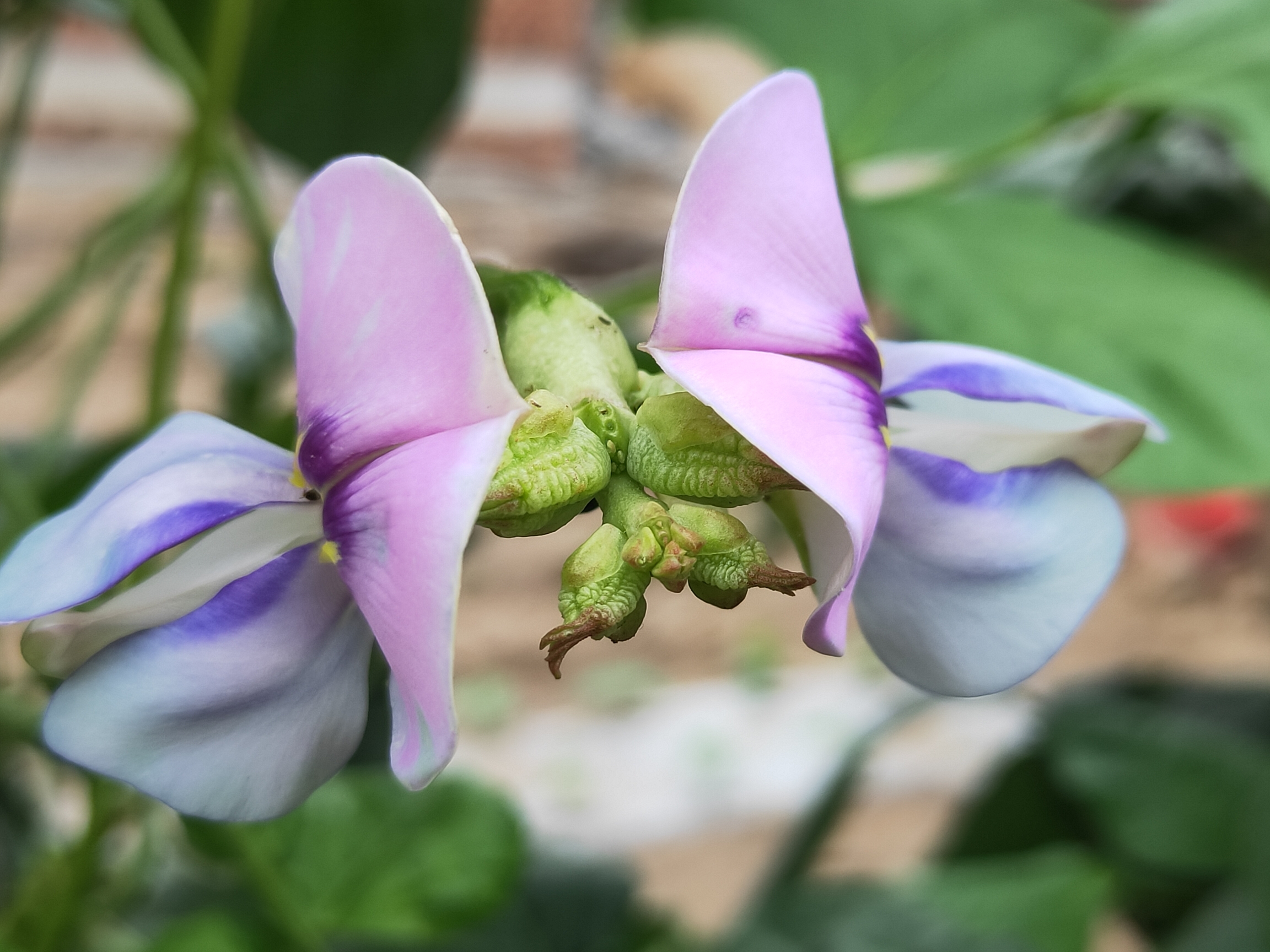 漂亮的豇豆花