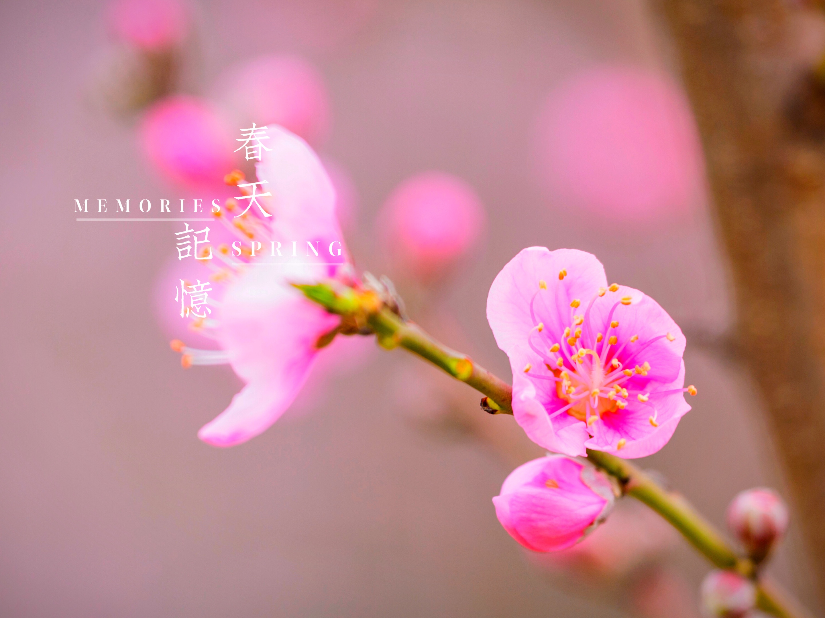 摄影:江南雨 文字:缘自歌词 音乐:你像桃花三月开 明媚春光去又来