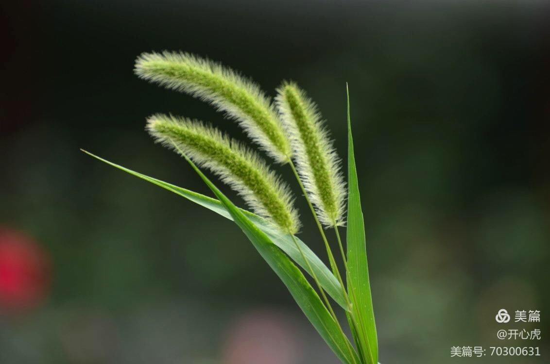 狗尾草