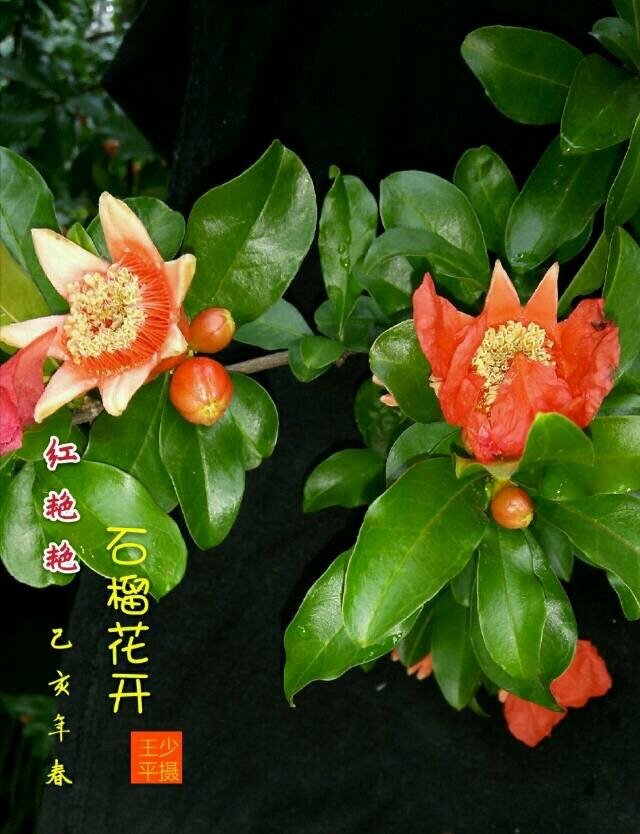 咏石榴（图5）