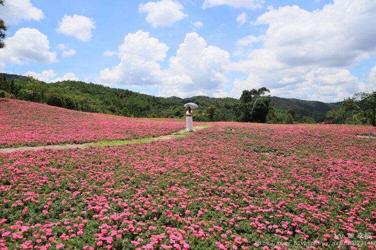 空气中传来淡淡花香,正是赏花好时节,玉溪玉山城花海再也藏不住了~人