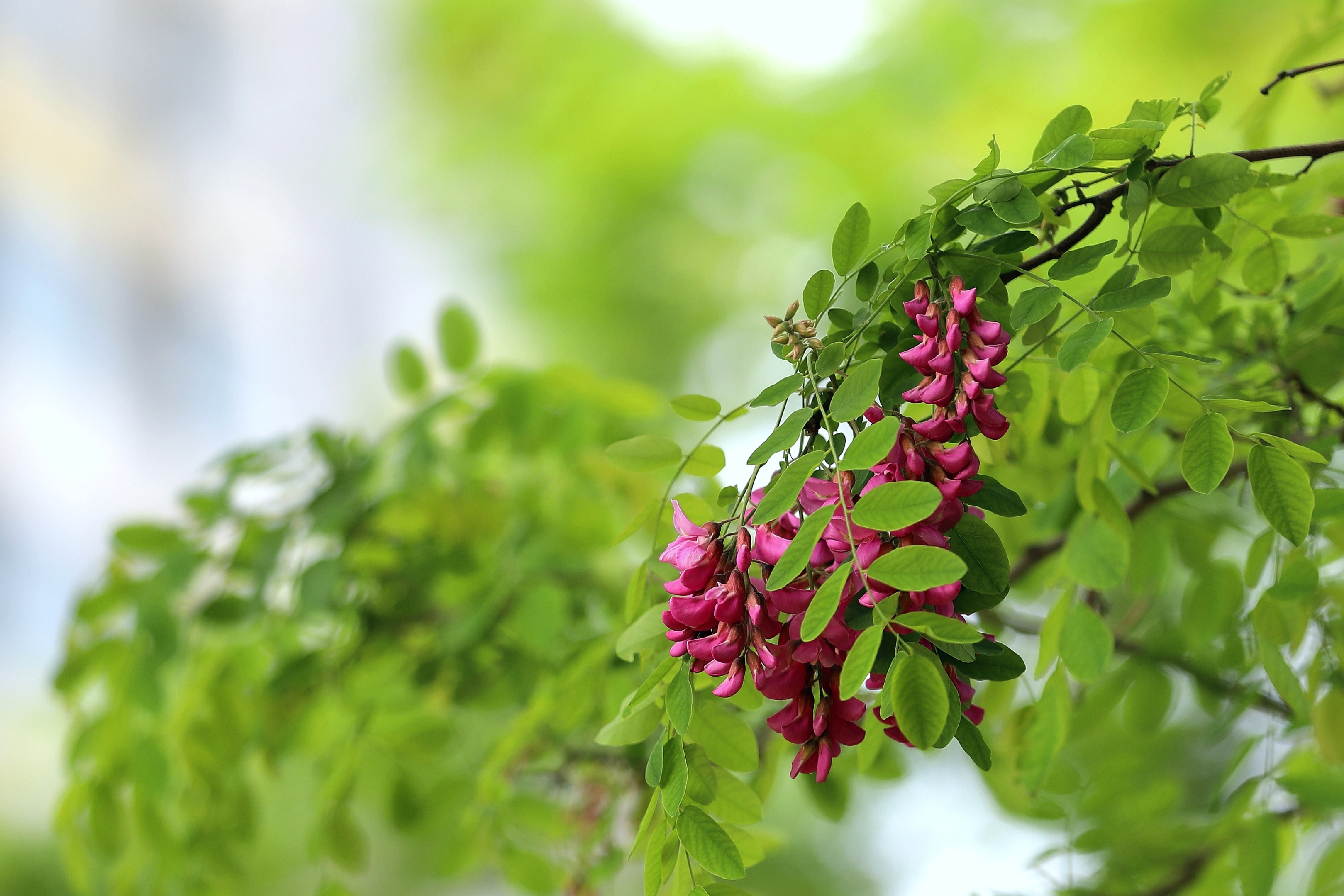 【百花园】红花刺槐花