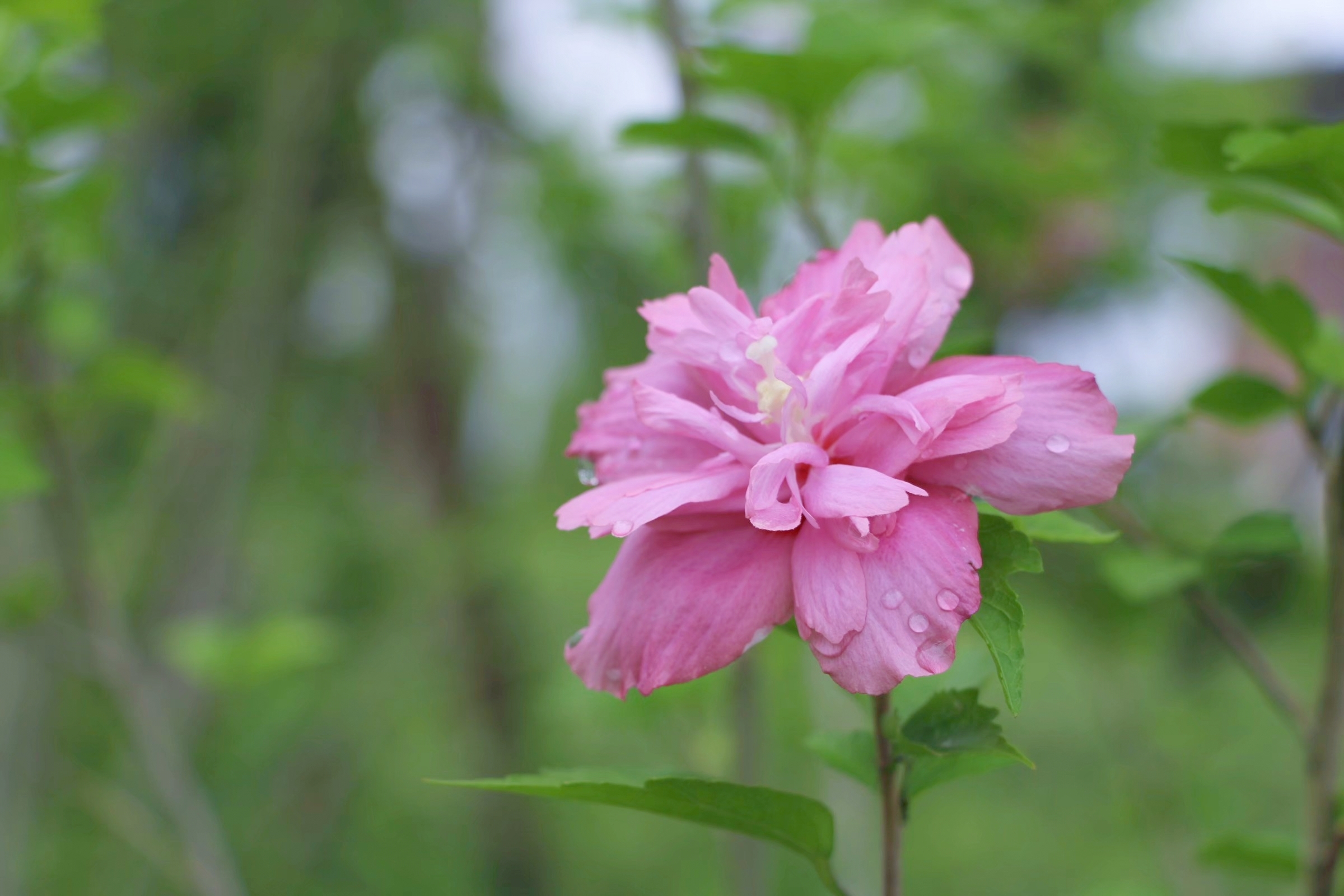 木槿花