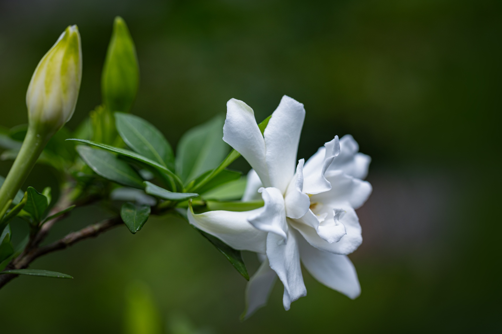 栀子花