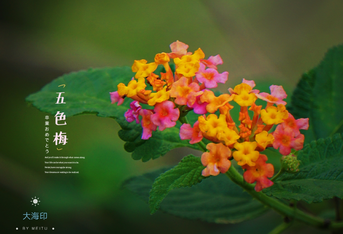 娇美五色梅(vv首发)