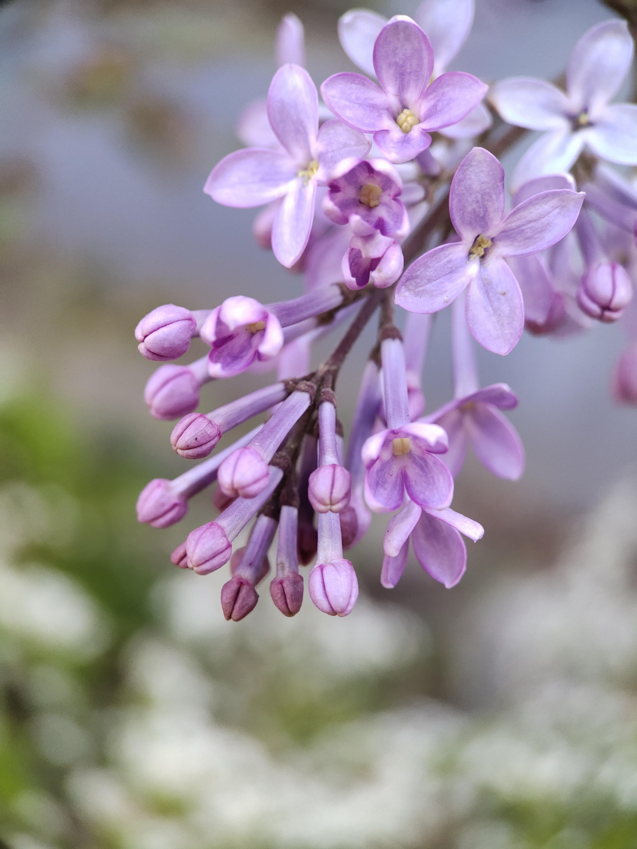 (首发)丁香花