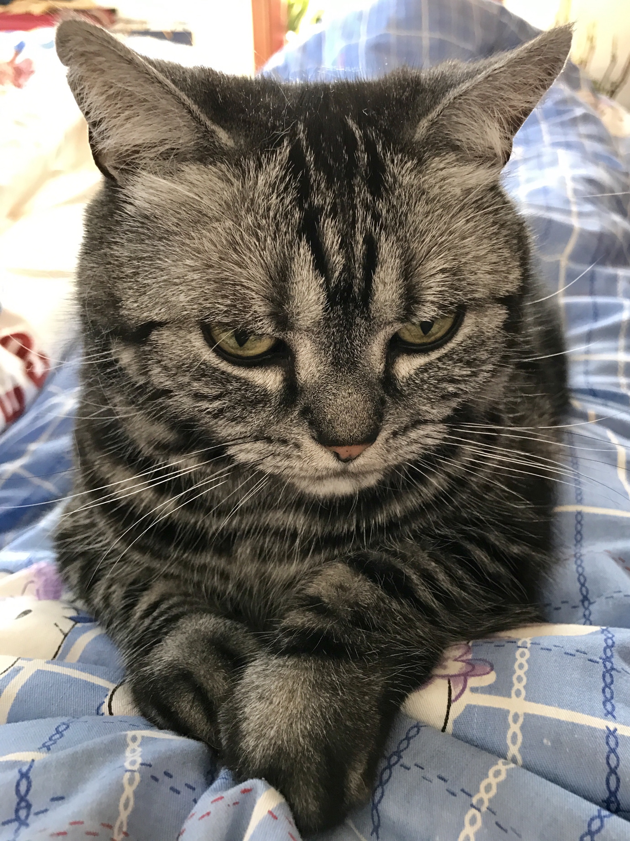 我家有赖猫